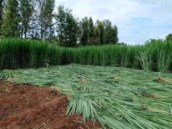 Le Sissongho, une plante fourragère pas comme les autres
