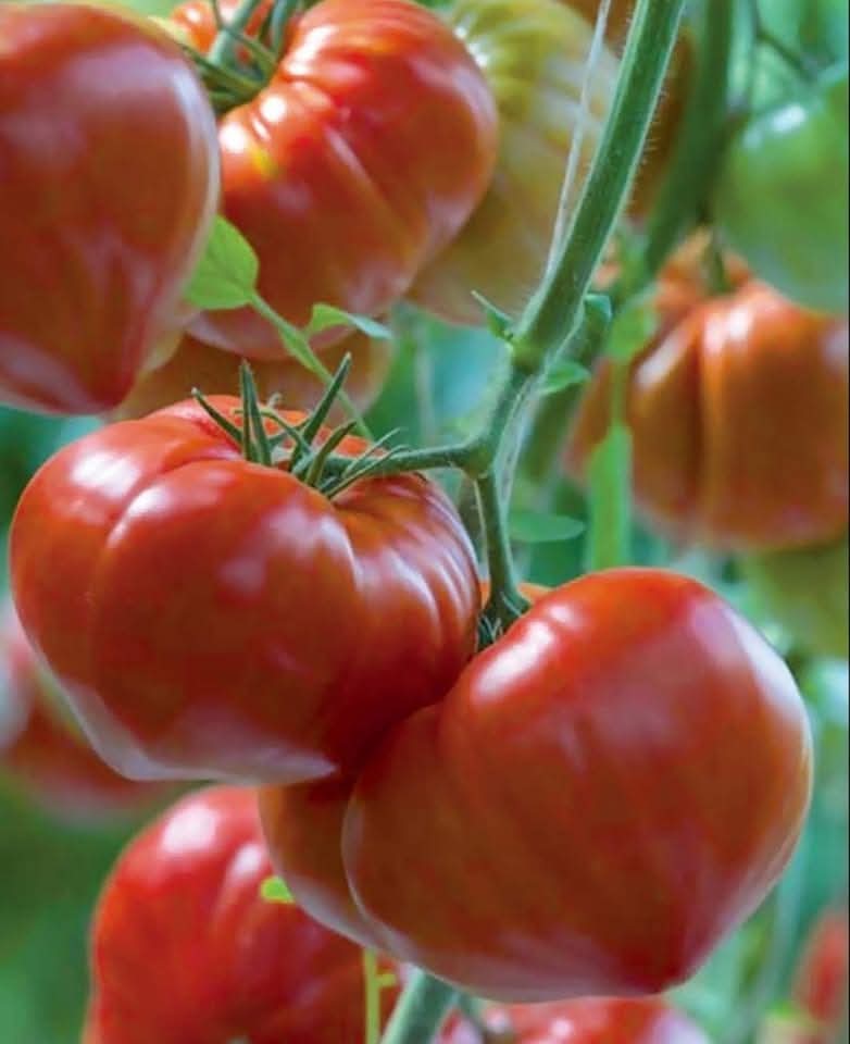 La tomate, une culture très risquée.