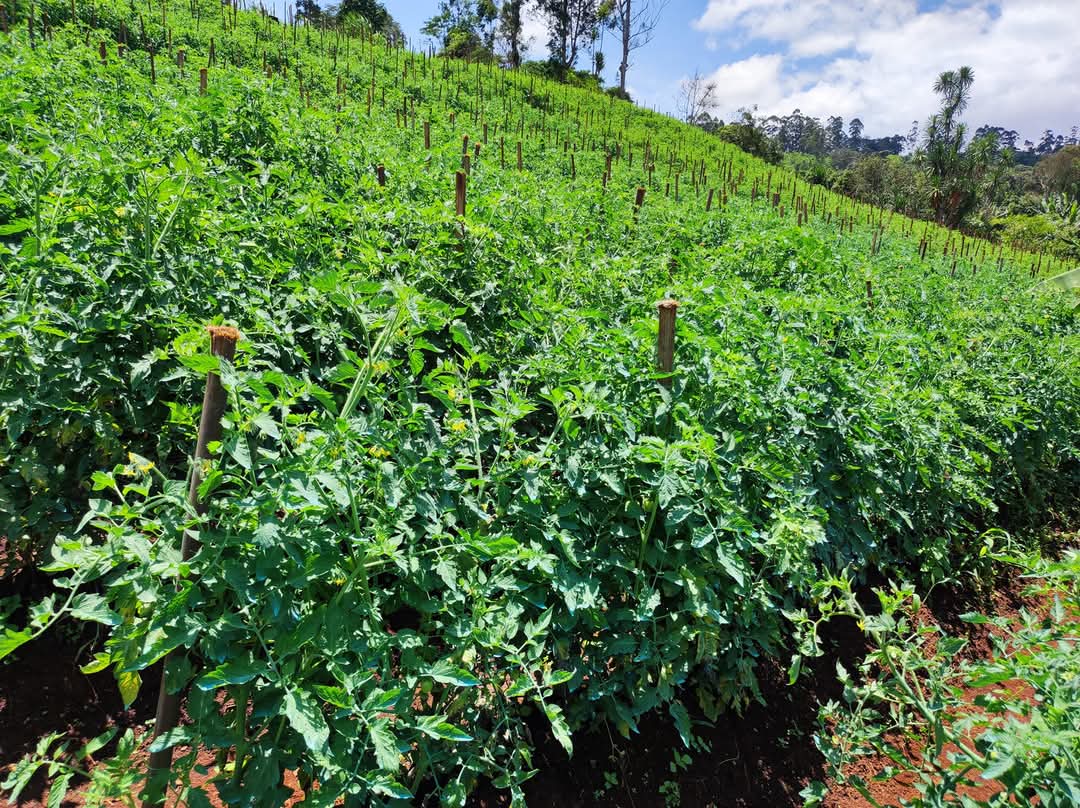 La tomate, une culture à haut risque