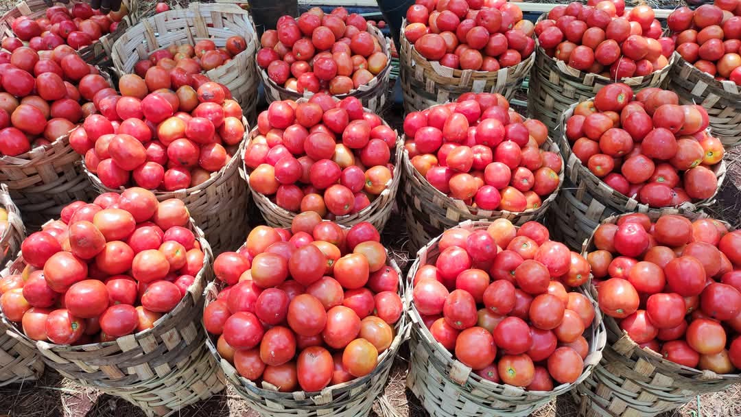 La tomate, la culture la plus délicate
