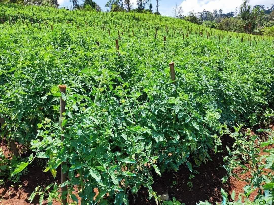 Formation cultures intensive tomate