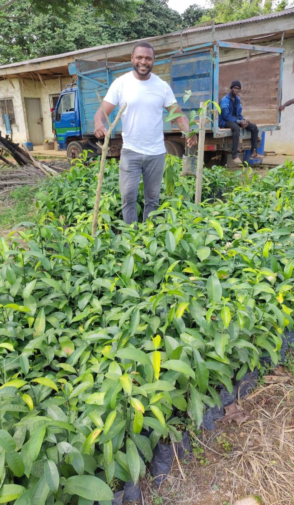 Formation bitter cola