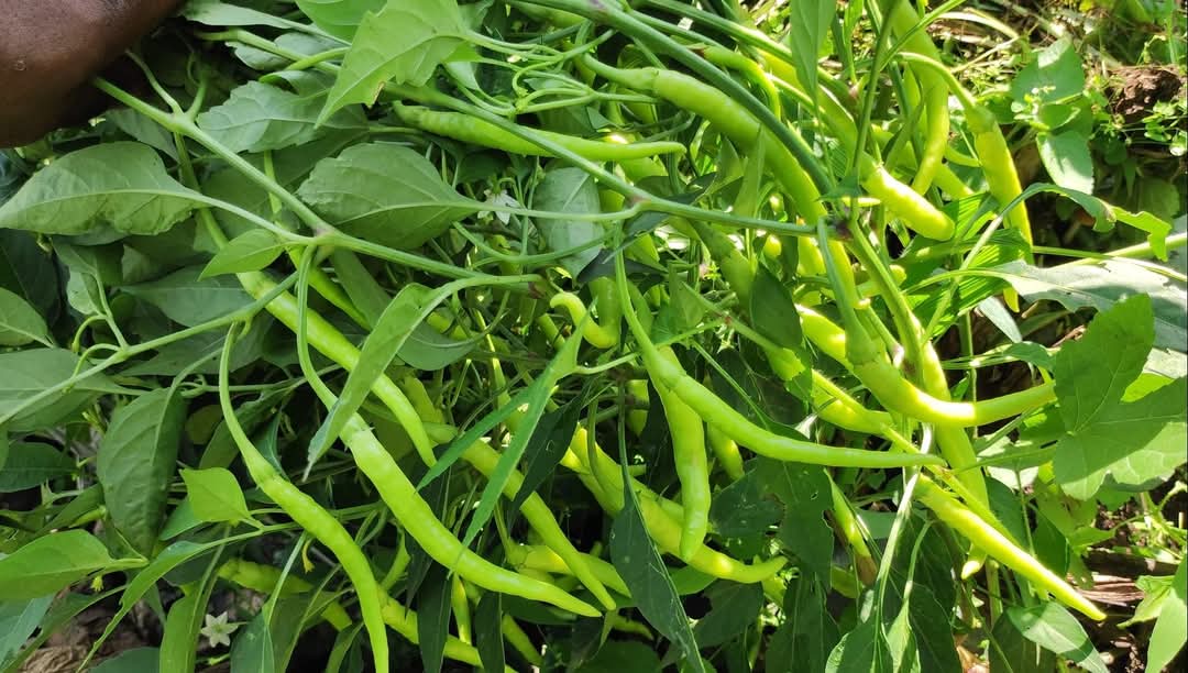 Formation piment plus poivron