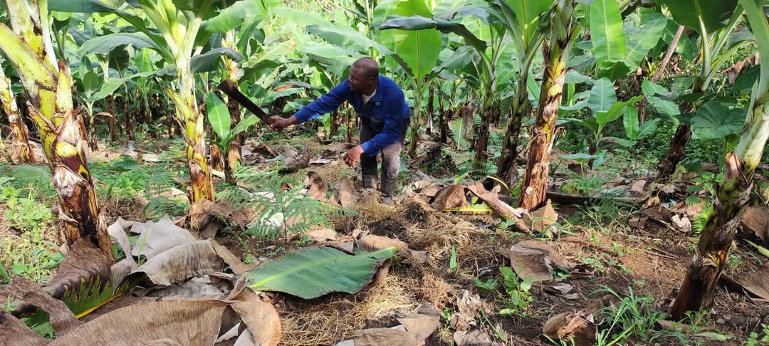 Formation banane plantain ou banane douce