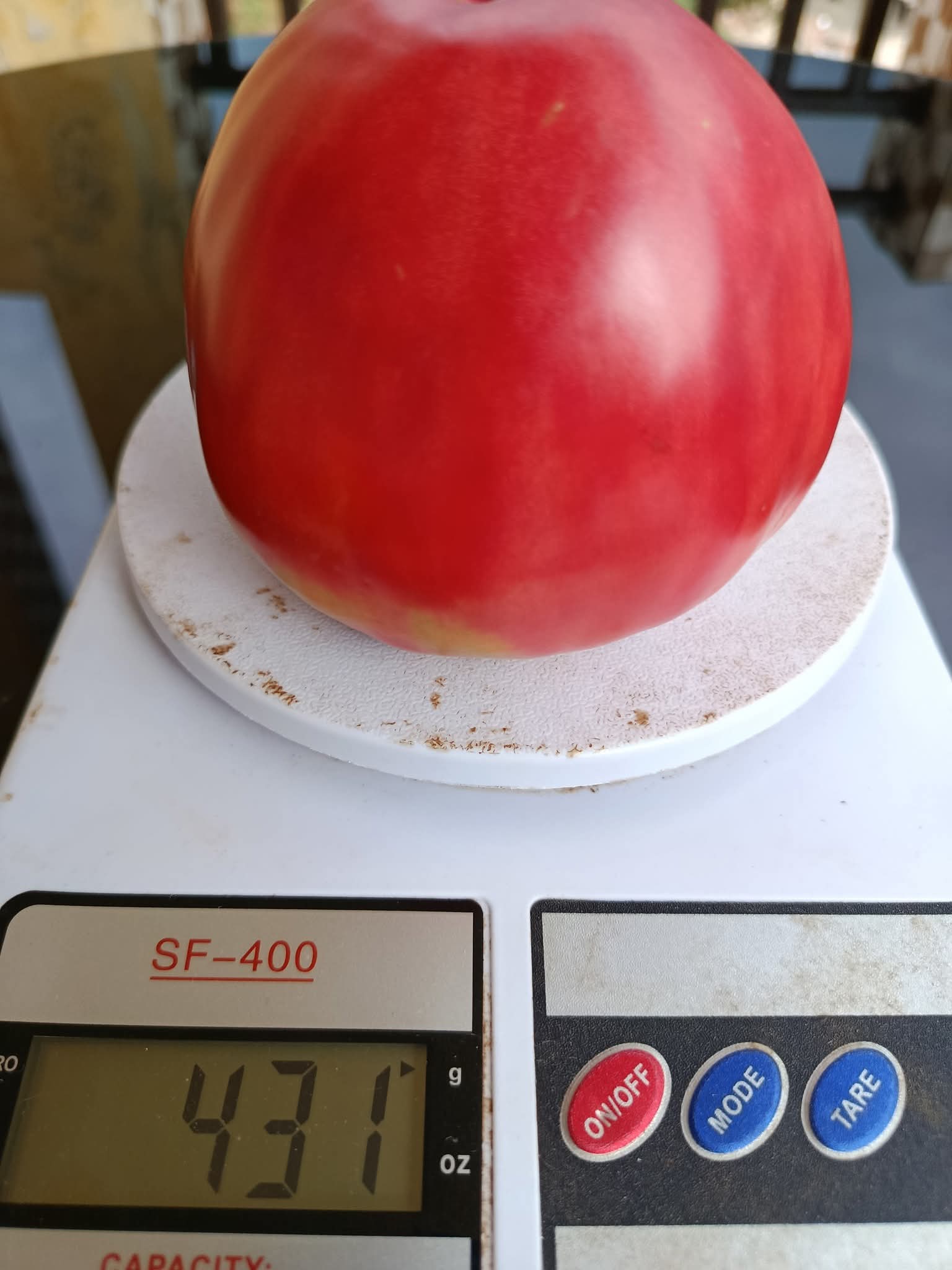 Semence tomate coeur de boeuf